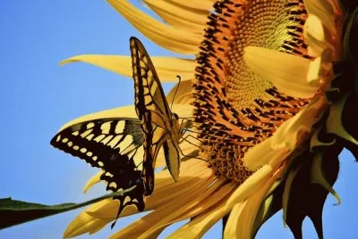 Sunflower  Butterfly