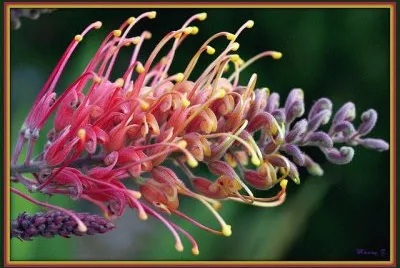 Grevillea Superba