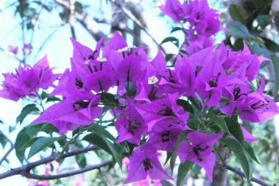 fleurs: bougainvillier
