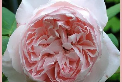 St. Cecilia English Rose