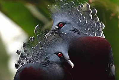 animaux
