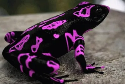 animaux: grenouille