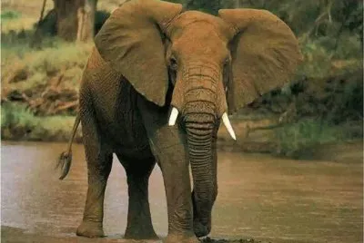 animaux: Ã©lÃ©phant jigsaw puzzle