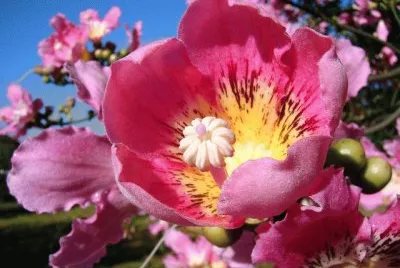 Paineira Rosa
