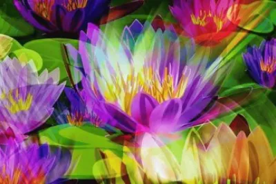 Rainbow Lily 's