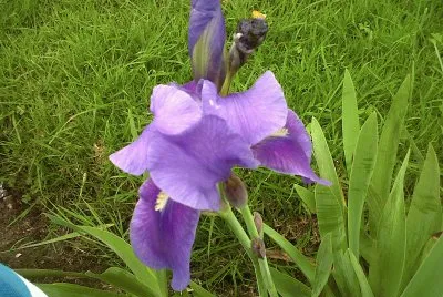 FLORES  COLOMBIANAS
