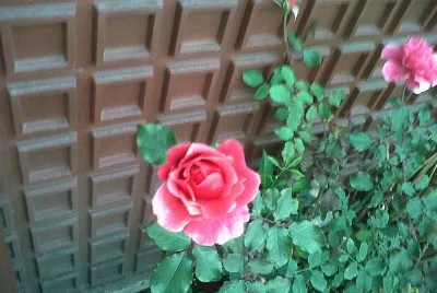FLORES  COLOMBIANAS jigsaw puzzle