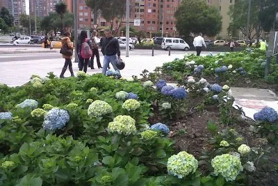 FLORES  COLOMBIANAS jigsaw puzzle