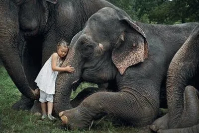 - elefante