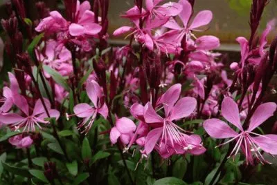 gaura