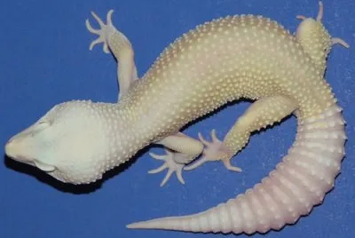 - animais albino...
