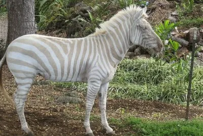 - zebra albina