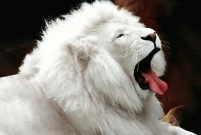 - leÃ£o albino