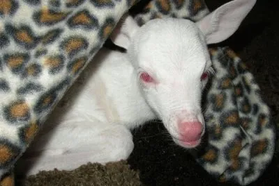 - animais albino....
