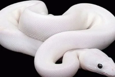 - cobra albina