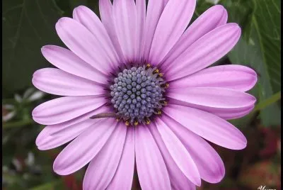 fleur