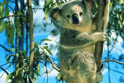 koala