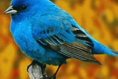 bluebird