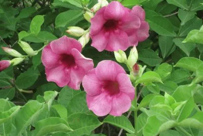 fleurs des iles