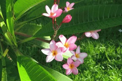fleurs des iles