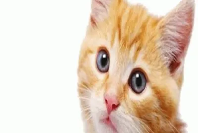 - gato!.