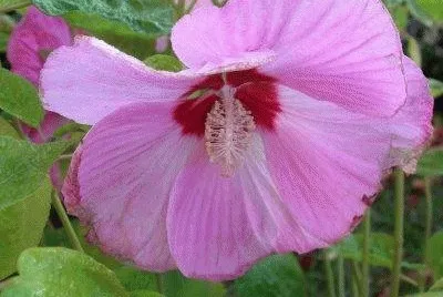 hibiscus geant