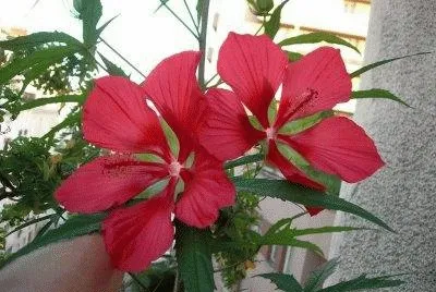 hibiscus