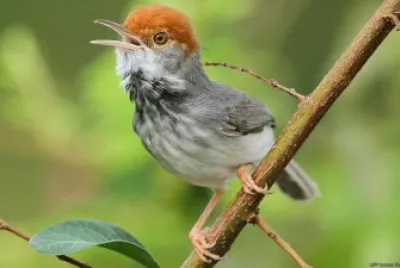 PÃJARO SASTRE CAMBOYANO.