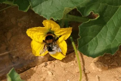 Natura