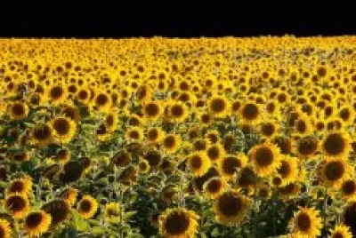פאזל של girasoles castellar