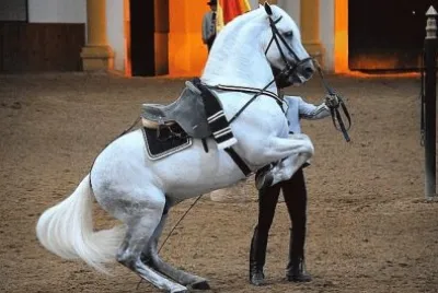 פאזל של caballo de escuela andaluza