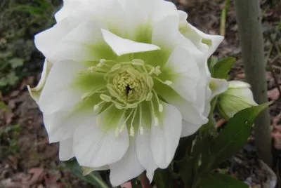 fleur