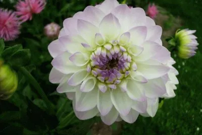 dahlia