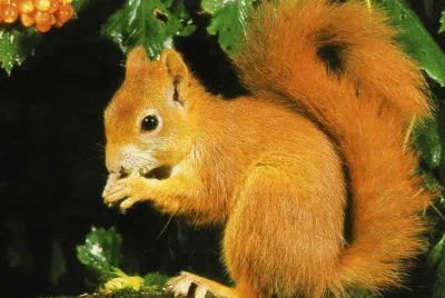 Esquirol