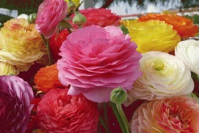 flores