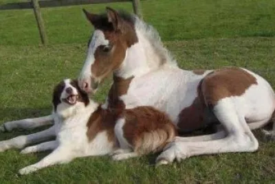 פאזל של animaux: chien et cheval