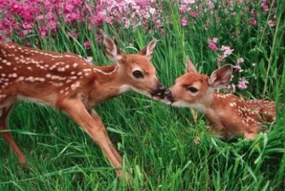 animaux: biches jigsaw puzzle