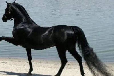 animaux: cheval