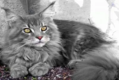 animaux: chat