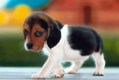 animaux: chien beagle