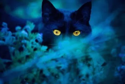 animaux: chat