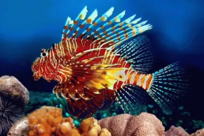 animaux: poisson