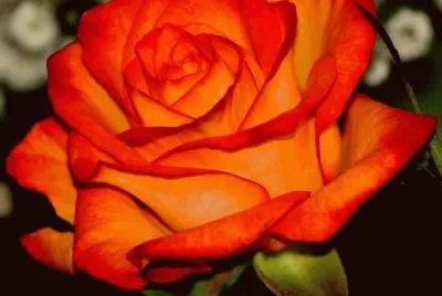 fleurs: rose