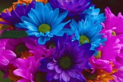 fleurs