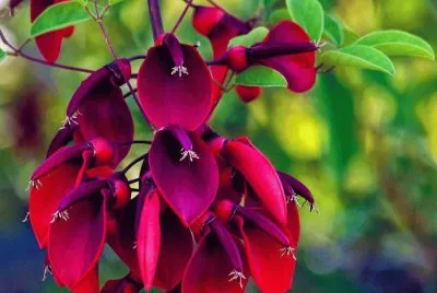 fleurs: