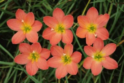 zephyranthes