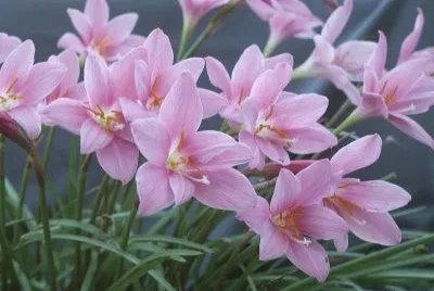 fleurs