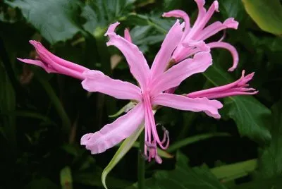 nÃ©rine jigsaw puzzle