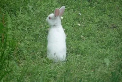 Jeune lapin albinos