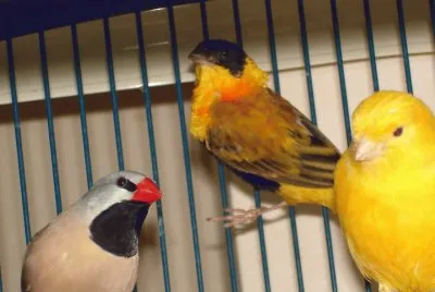 oiseaux